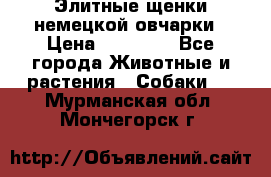 Элитные щенки немецкой овчарки › Цена ­ 30 000 - Все города Животные и растения » Собаки   . Мурманская обл.,Мончегорск г.